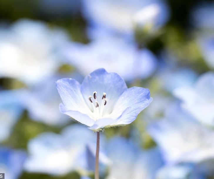 日本 超夢幻寶寶藍 450萬朵 粉蝶花 開滿濱海公園看過去 無邊際藍 彷彿童話世界 Tripgo 旅行趣