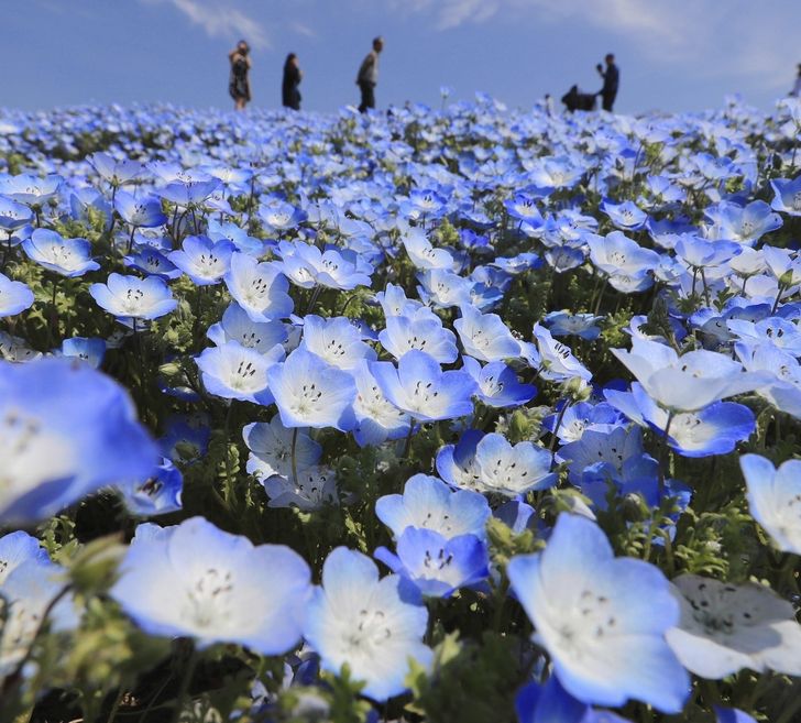 日本 超夢幻寶寶藍 450萬朵 粉蝶花 開滿濱海公園看過去 無邊際藍 彷彿童話世界 Tripgo 旅行趣 日本 超夢幻寶寶藍 450萬朵 粉蝶花 開滿濱海公園看過去 無邊際藍 彷彿童話世界 Tripgo 旅行趣