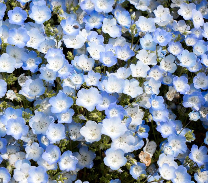 日本 超夢幻寶寶藍 450萬朵 粉蝶花 開滿濱海公園看過去 無邊際藍 彷彿童話世界 Tripgo 旅行趣