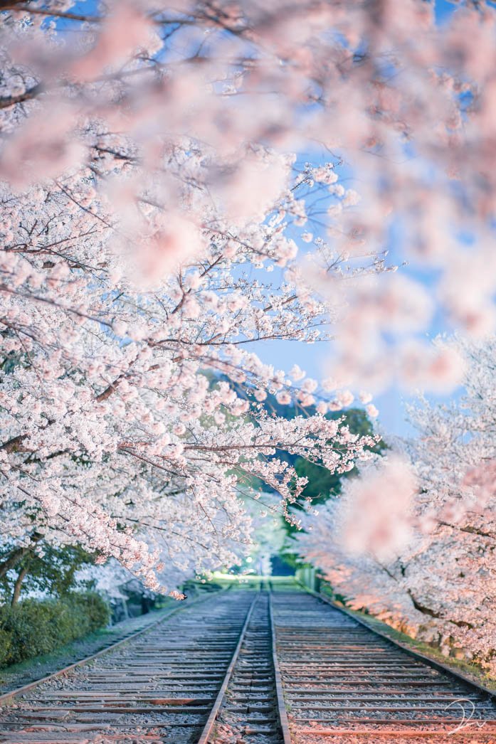 攝影師拍下京都 春櫻夏螢秋風冬雪 風景網友看完直呼 美到像人間仙境 Tripgo 旅行趣
